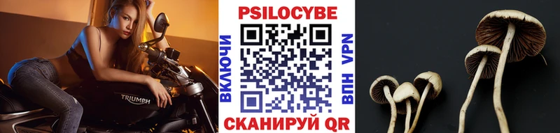 MEGA зеркало  Малоярославец  Псилоцибиновые грибы Psilocybine cubensis 